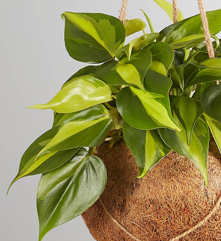 Kokedama