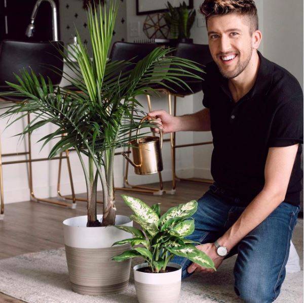 Majesty Palm Floor Plant