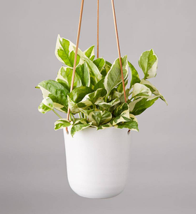 Pothos Hanging Plant