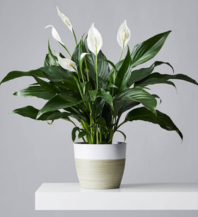 Peace Lily Plant (Spathiphyllum)