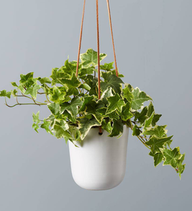 English Ivy Hanging Plant