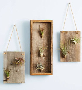Air Plant Gallery Accents