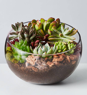 Succulent Terrarium