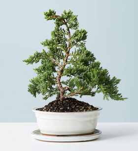 Juniper Bonsai