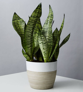 Snake Plant (Sansevieria)
