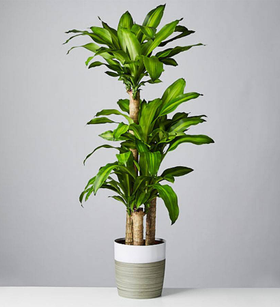 Mass Cane Floor Plant