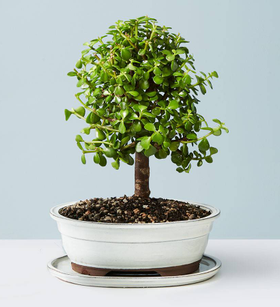 Jade Bonsai