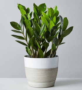 ZZ Plant (Zamioculcas Zamiifolia)