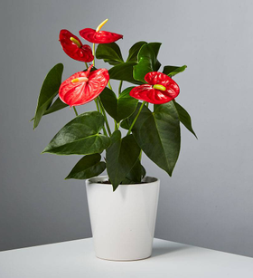 Red Anthurium Plant