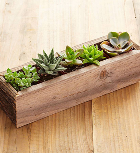 Reclaimed Wood Rectangle Succulents