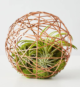 Geometric Ball Air Plant