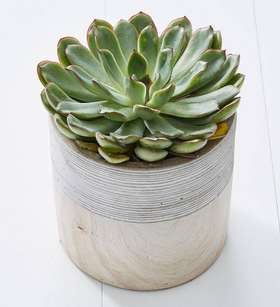 Echeveria Succulent
