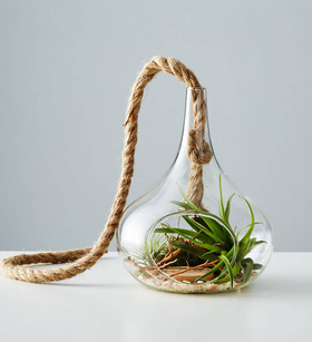DIY Air Plant Terrarium