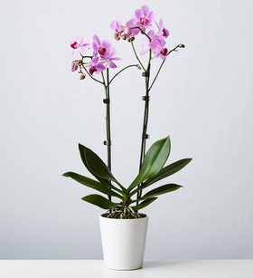 Large Phalaenopsis Orchid: Pink