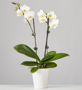 Large Phalaenopsis Orchid: White