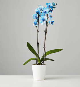 Large Orchid: Blue (Save 15%)