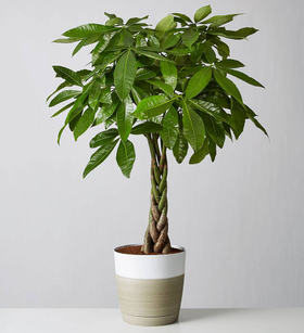 Money Tree Floor Plant
