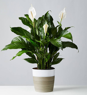 Peace Lily Floor Plant (Spathiphyllum)