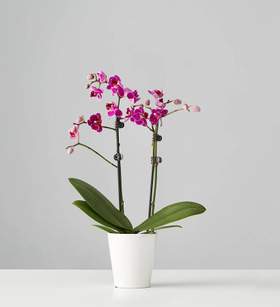 Small Phalaenopsis Orchid: Purple