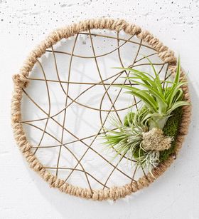 Dreamcatcher Air Plant