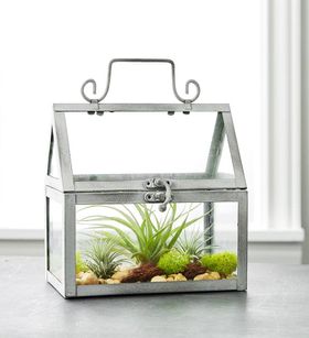 DIY Air Plant Terrarium Garden