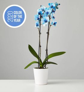 Large Phalaenopsis Orchid: Blue