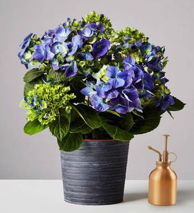 Hydrangea Plant