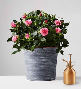 Rose Plant