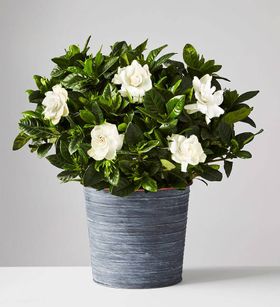 Gardenia Plant