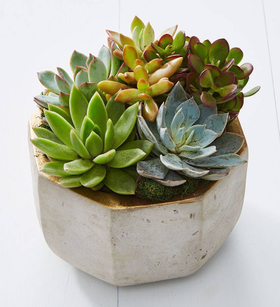 Concrete Succulent Garden