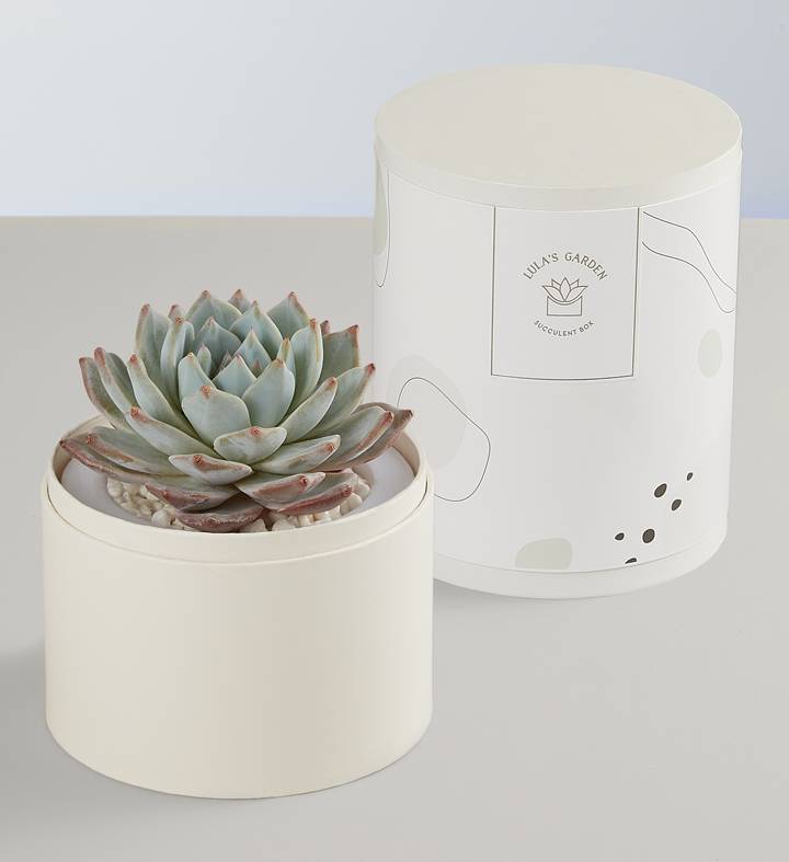 Lula's Garden® Succulent